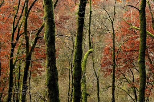 3-forest-photography-valle-du-doubs-jura-france